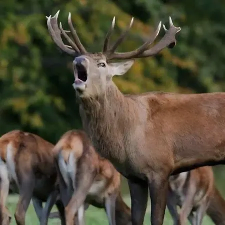 Camping Le Calme Braize
